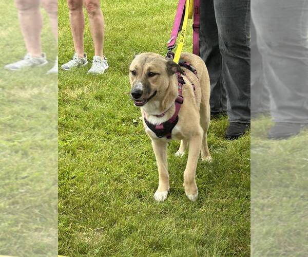 Medium Photo #13 Mutt Puppy For Sale in New York, NY, USA