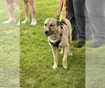 Small #12 Mutt
