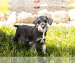 Small Photo #32 Schnauzer (Miniature) Puppy For Sale in MILLERSBURG, IN, USA