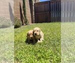 Small #10 Golden Retriever