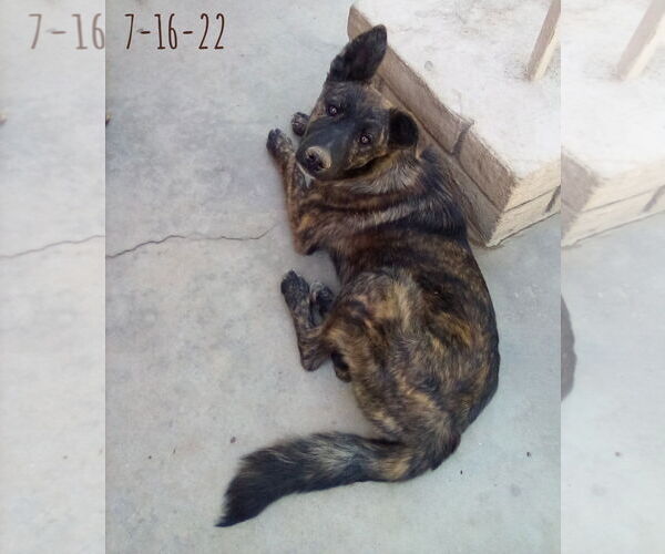 Medium Photo #7 Border Collie-Unknown Mix Puppy For Sale in Apple Valley, CA, USA