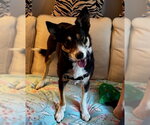 Small Photo #9 Border Collie-Unknown Mix Puppy For Sale in Elmsford, NY, USA