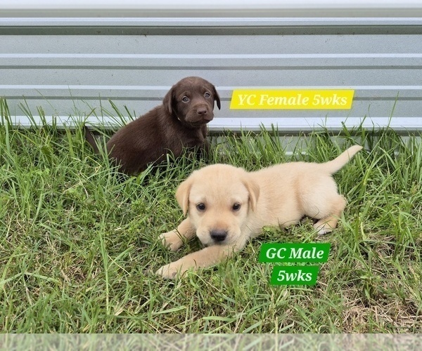 Medium Photo #19 Labrador Retriever Puppy For Sale in EDGEWOOD, TX, USA