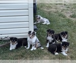 Image preview for Ad Listing. Nickname: Blue merle Male
