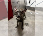 Small Plott Hound