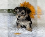 Small #9 Morkie