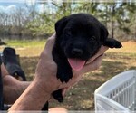 Small Photo #37 Rotticorso Puppy For Sale in REEVESVILLE, SC, USA