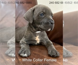 Cane Corso Puppy for Sale in LA PLATA, Maryland USA