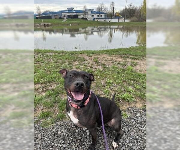 Medium Photo #2 American Pit Bull Terrier Puppy For Sale in Canfield, OH, USA