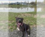 Small #1 American Pit Bull Terrier