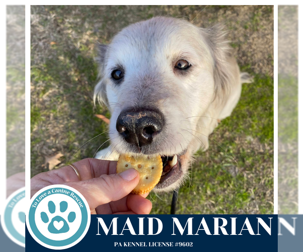 Medium Photo #3 Australian Shepherd Puppy For Sale in Kimberton, PA, USA