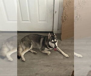 Huskies -Unknown Mix Dogs for adoption in San Antonio, TX, USA