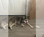 Small Huskies  Mix