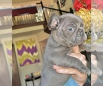 Small Photo #11 French Bulldog Puppy For Sale in ROCKWALL, TX, USA