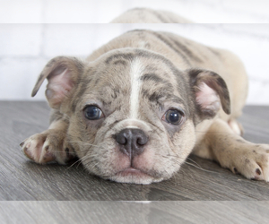 Faux Frenchbo Bulldog Puppy for sale in RED LION, PA, USA