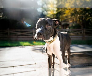 Leia - Female Mutt Dog for Adoption - Photo #3