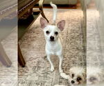 Small #2 Chihuahua Mix