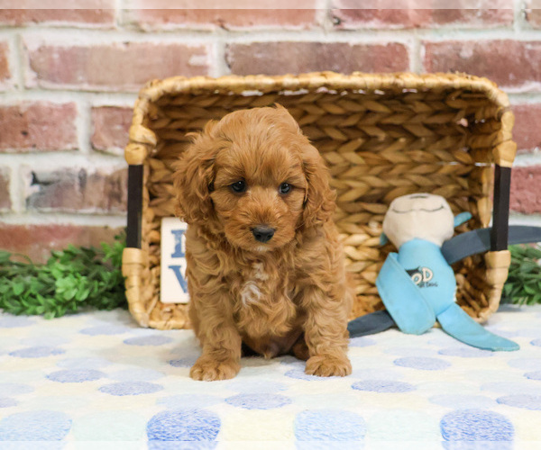 Medium Photo #18 Cavapoo (Miniature) Puppy For Sale in SYRACUSE, IN, USA