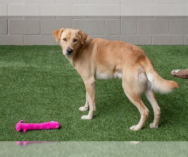Medium Photo #2 Labrador Retriever Puppy For Sale in Baytown, TX, USA