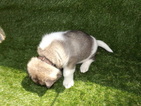 Small Photo #6 Akita Puppy For Sale in ROLLA, MO, USA