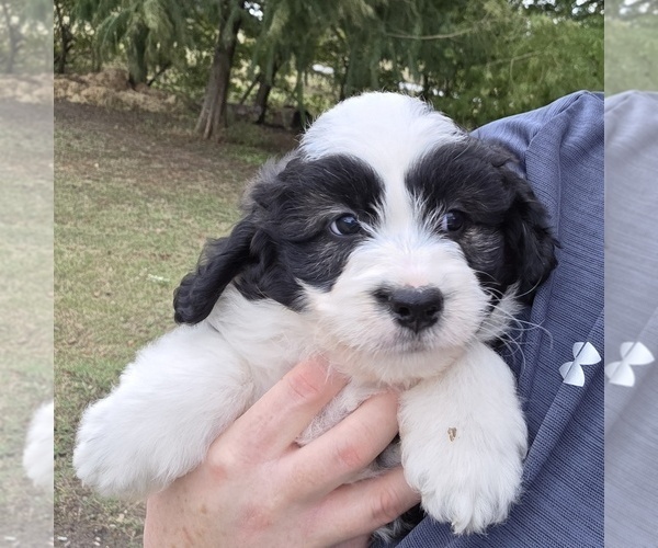 Medium Photo #23 Aussiedoodle Puppy For Sale in WILLS POINT, TX, USA
