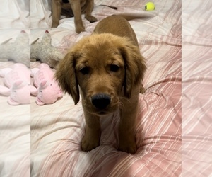 Golden Retriever Puppy for sale in GROVE CITY, OH, USA