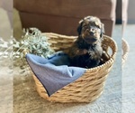 Puppy 4 Bernedoodle