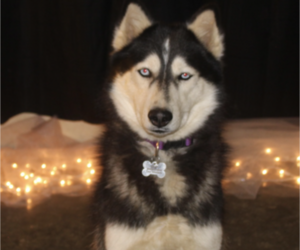 Mother of the Siberian Husky puppies born on 09/20/2025