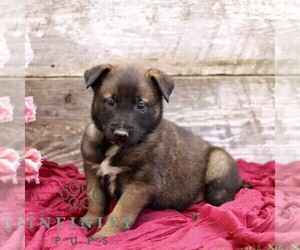 Belgian Malinois Puppy for sale in RONKS, PA, USA