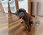 Small Photo #12 Boxer Puppy For Sale in NEW ULM, MN, USA