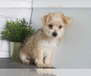Morkie Puppy for sale in RED LION, PA, USA