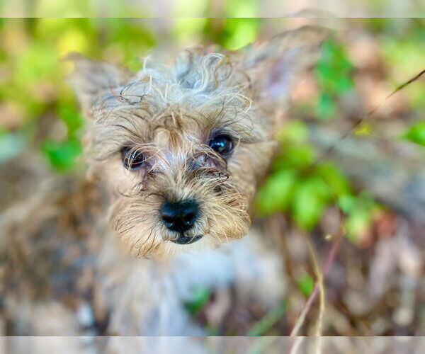 Medium Photo #2 Mutt Puppy For Sale in Pacolet, SC, USA