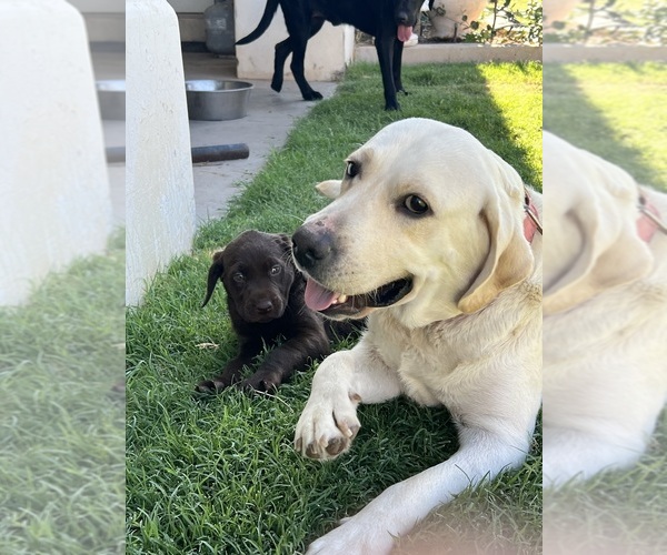 Medium Photo #9 Labrador Retriever Puppy For Sale in QUEEN CREEK, AZ, USA