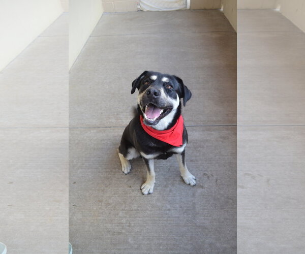 Medium Photo #2 Mutt Puppy For Sale in McKinney, TX, USA