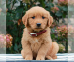 Image preview for Ad Listing. Nickname: Marshall