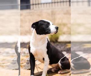 Diego-$75 Adoption Fee! Diamond Dog! - Male Mutt Dog for Adoption - Photo #4