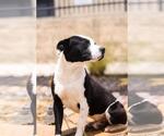 Small Photo #4 Mutt Puppy For Sale in Rockwall, TX, USA