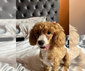 Poodle (Miniature) Puppy for sale in OCALA, FL, USA