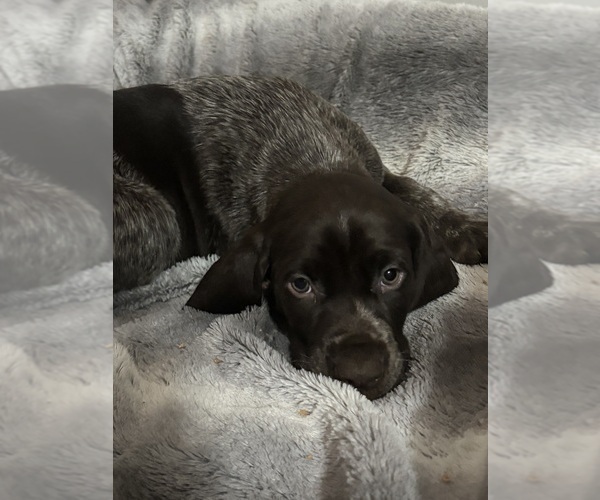 Medium Photo #6 German Shorthaired Pointer Puppy For Sale in STATE COLLEGE, PA, USA