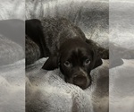 Small Photo #7 German Shorthaired Pointer Puppy For Sale in STATE COLLEGE, PA, USA