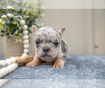 Small Photo #13 Faux Frenchbo Bulldog Puppy For Sale in NEW CONCORD, OH, USA