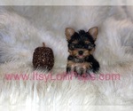 Small #25 Yorkshire Terrier