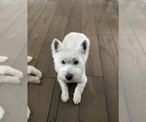 Father of the West Highland White Terrier puppies born on 11/25/2023