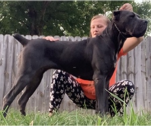 Mother of the Cane Corso puppies born on 09/29/2025