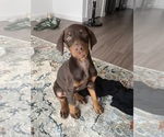 Small #2 Doberman Pinscher