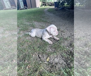 Medium American Bully