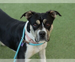 Mutt Dogs for adoption in Ojai, CA, USA