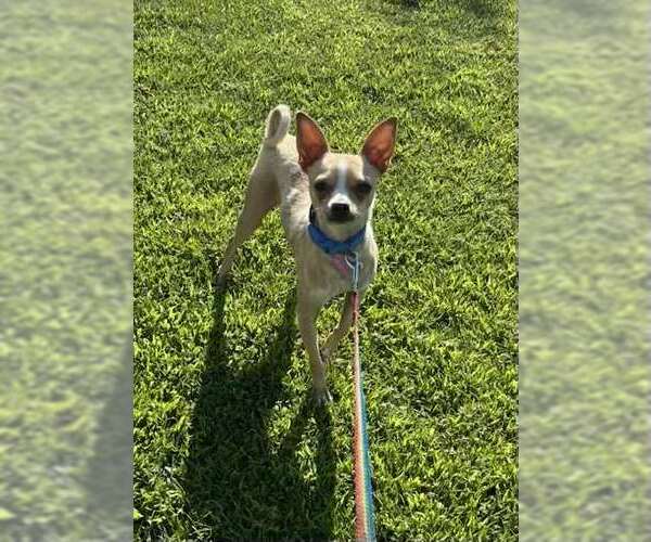 Medium Photo #3 Chihuahua-Unknown Mix Puppy For Sale in Visalia, CA, USA