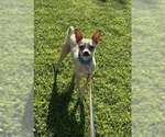 Small Photo #3 Chihuahua-Unknown Mix Puppy For Sale in Visalia, CA, USA