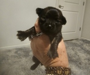 Chihuahua-Chiweenie Mix Puppy for Sale in MURFREESBORO, Tennessee USA